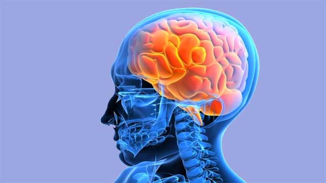 মৃতের মস্তিষ্কেও থাকতে পারে প্রাণ, যা বলছে গবেষণা