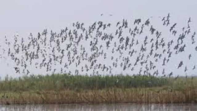 হুমকির মুখে জীববৈচিত্র্য ও পরিবেশ ব্যবস্থা