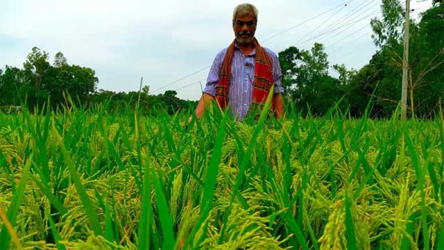 নাগরপুরে ধান চাষে কৃষকের মুখে হাসি