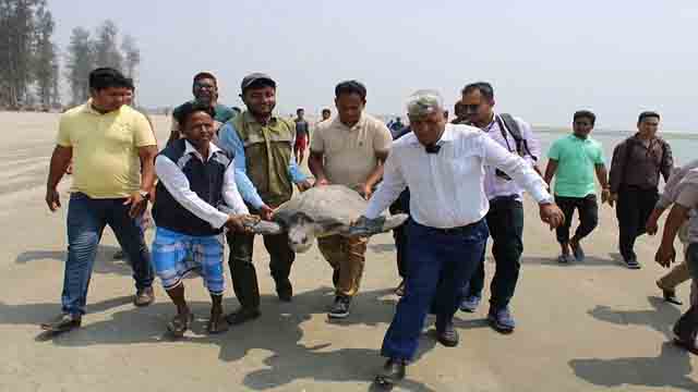 বুকে ‘চিপট্যাগ’ নিয়ে সমুদ্রে নেমে গেল দুই কাছিম