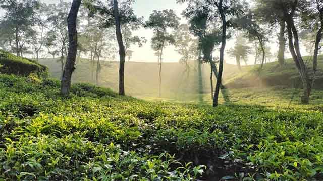 ঢাকার অর্ধেক তাপমাত্রা শ্রীমঙ্গলে, বাড়ছে শীত