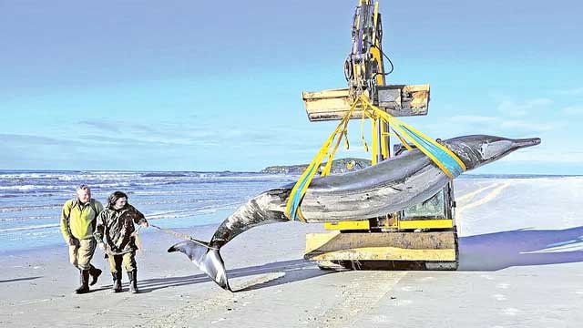 নিউজিল্যান্ডের সৈকতে পৃথিবীর বিরলতম তিমি