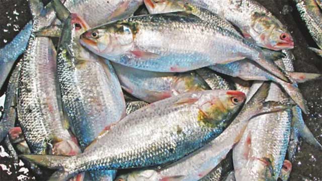 ইলিশের কেজি ২৩০০ টাকা